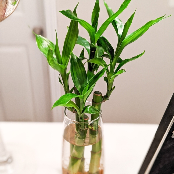 Live Lucky Bamboo Home Easy Grow Decor - Picture 2 of 12